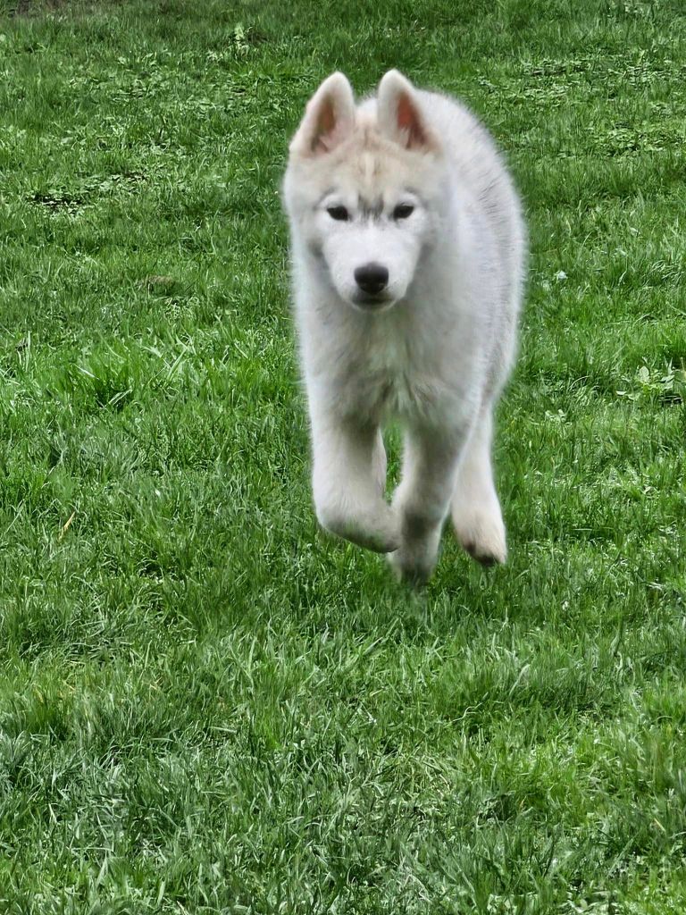 De La Comté Des Loups - Chiot disponible  - Siberian Husky