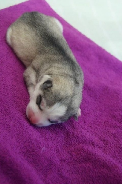 De La Comté Des Loups - Siberian Husky - Portée née le 16/09/2014