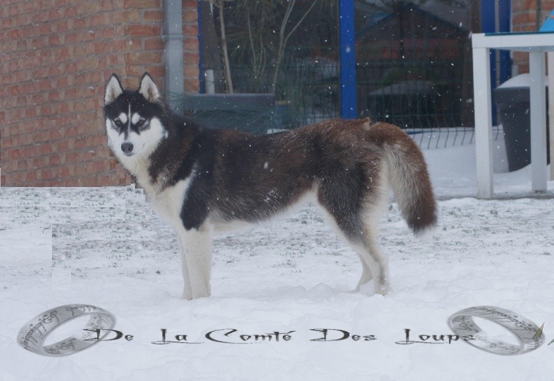 Galactica des reves de neige