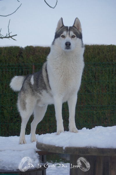 Eliboy de Youskaille