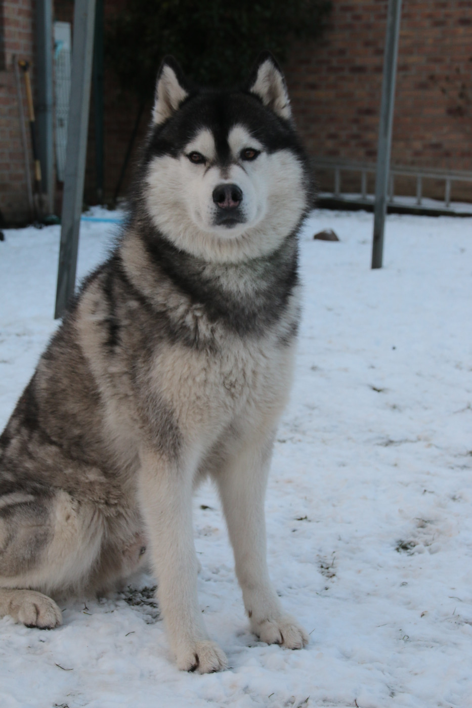 Secret success du chalet des edelweiss