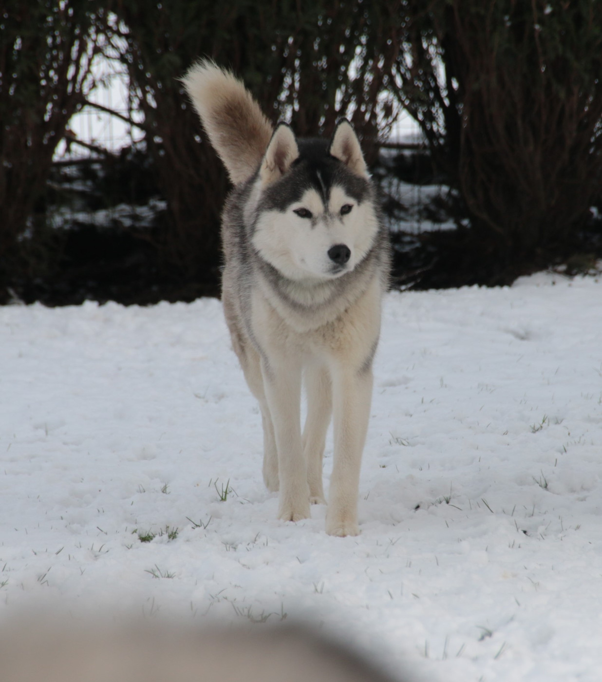 Urban legend De La Comté Des Loups